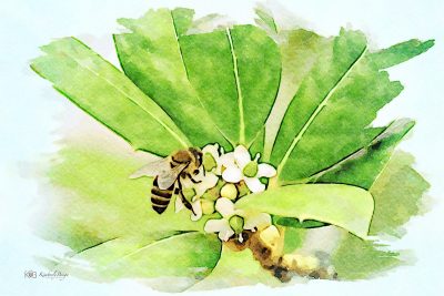 Bee Flower Pastel, Fine Art Print