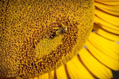 Bee in Sunflower Pollen, Fine Art Print.