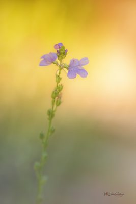 Precious Petite Purple Flower, Fine Art Print
