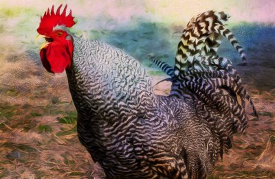 Crowing Rooster, Fine Art Print