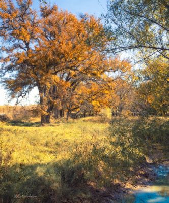 Golden Leaves Of Texas, Fine Art Print