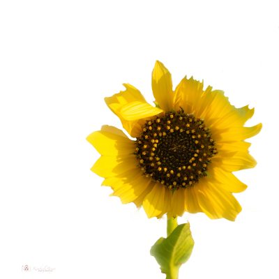 I'm A Special Little Sunflower, Fine Art Print