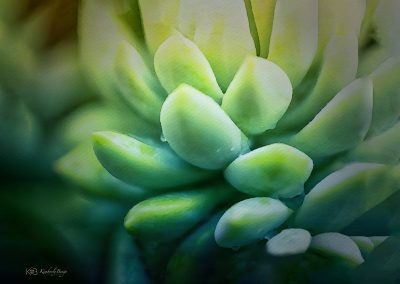 Jelly Bean Green Succulent, Fine Art Print