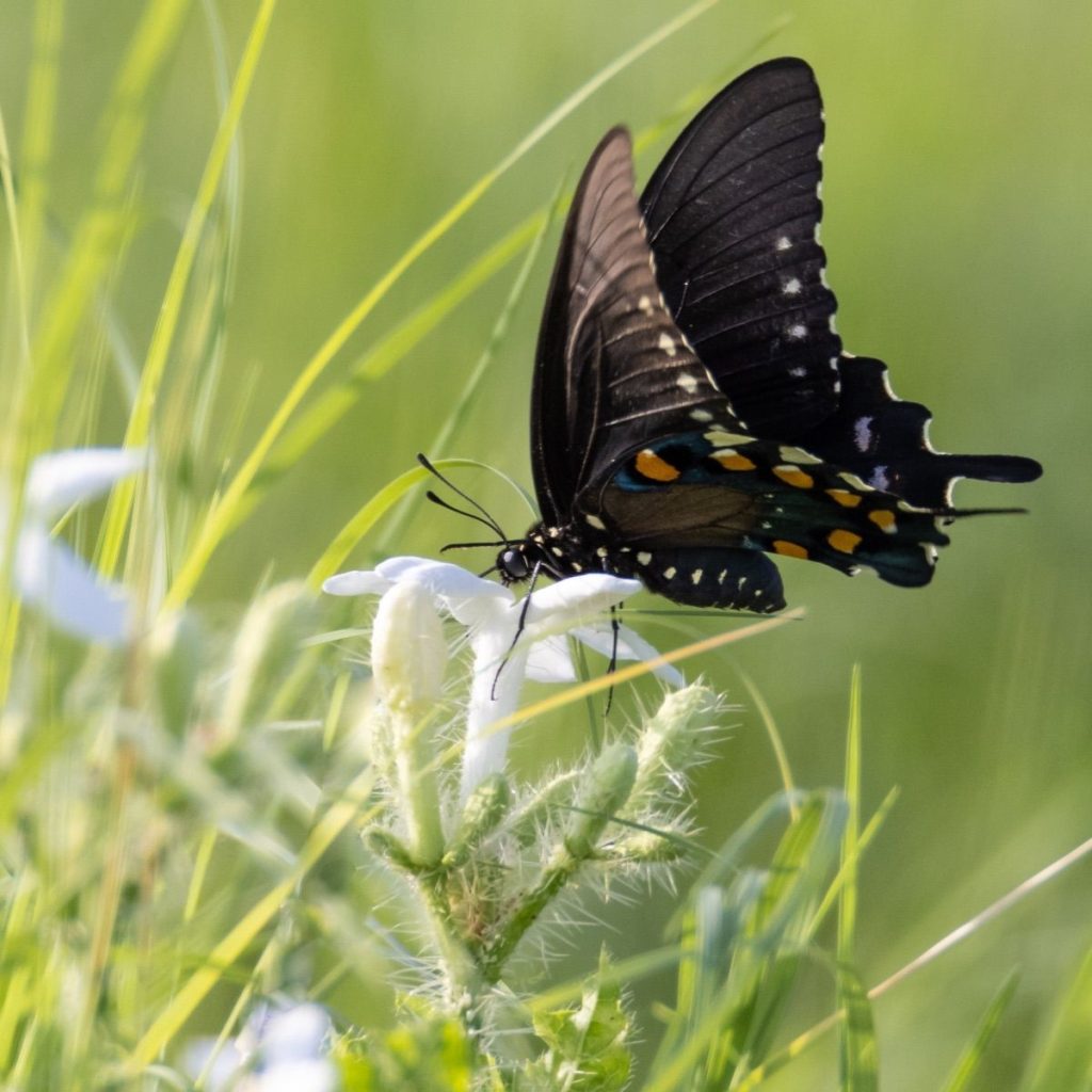 Just Butterflies And Bees: Swallowtail butterfly on wildflowers