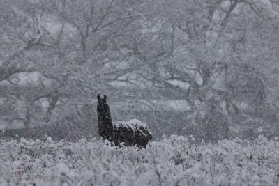 Llama In The Texas Snow, Fine Art Print