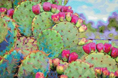 Pink And Green Prickly Pear Cactus, Fine Art Print