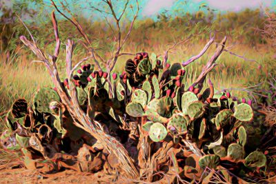 Texas Prickly Pear, Fine Art Print