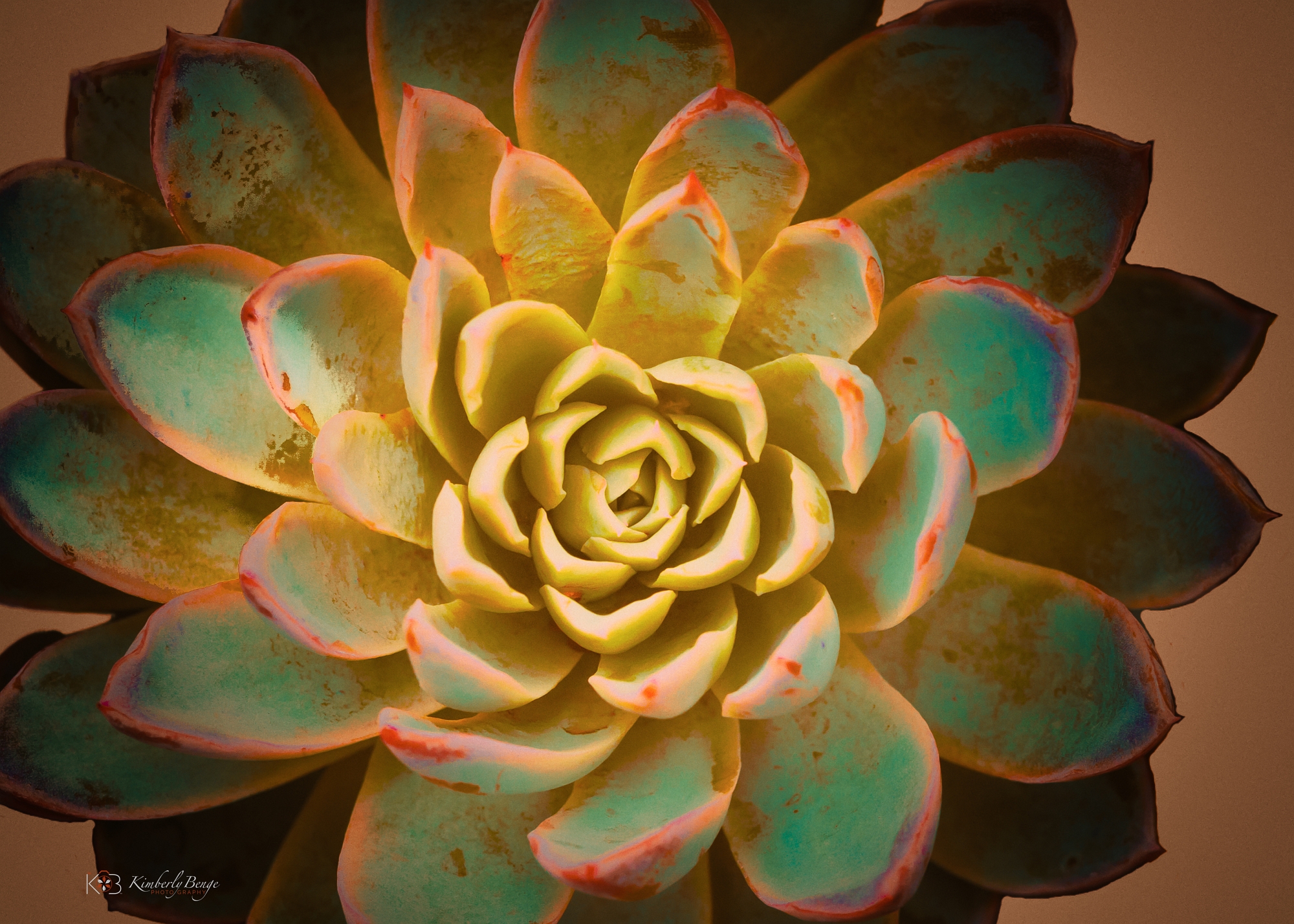 A little rust and turquoise, fine art print (succulent)