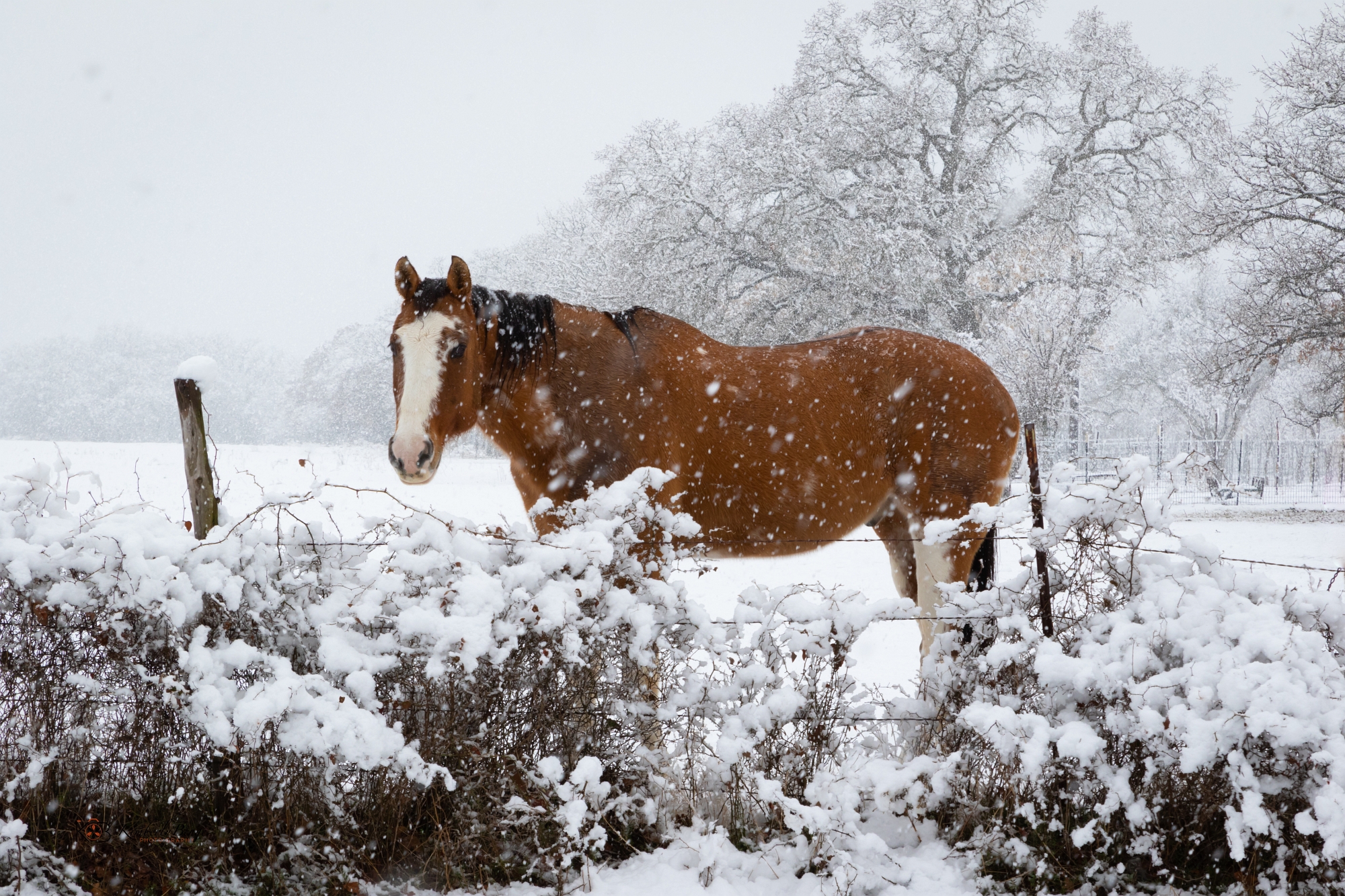 Brrr. It&apos;s Cold (horse in snow) Fine Art Print