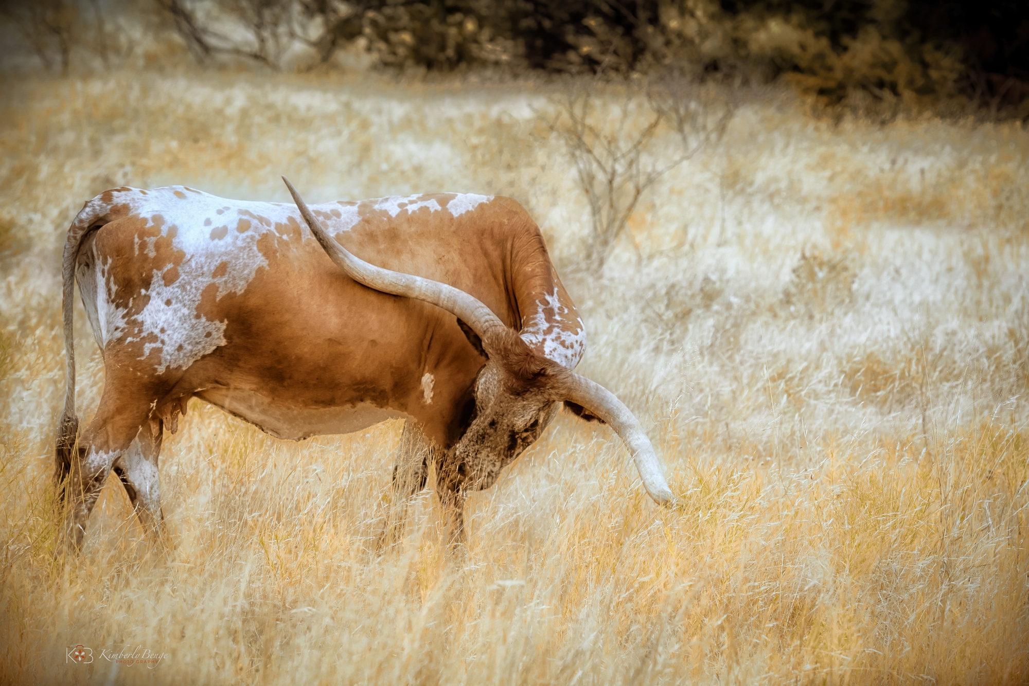 Majestic longhorn in a golden Texas field, fine art print