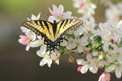 Swallowtail Butterfly