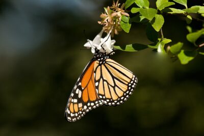 Monarch Butterfly